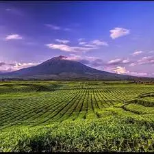 Kebun Teh Kerinci